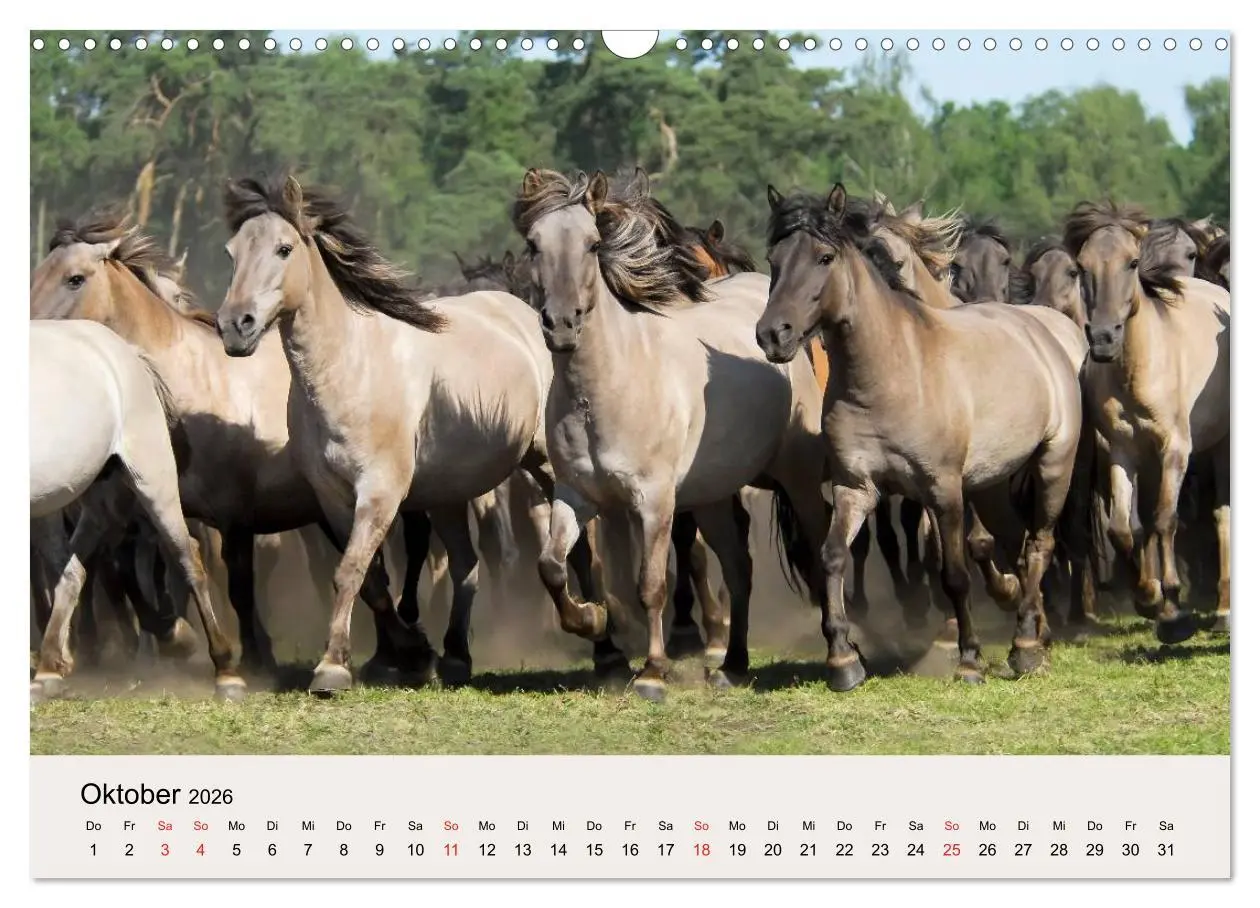 Bild: 9783516205015 | Dülmener Wildpferde (Wandkalender 2026 DIN A3 quer), CALVENDO...