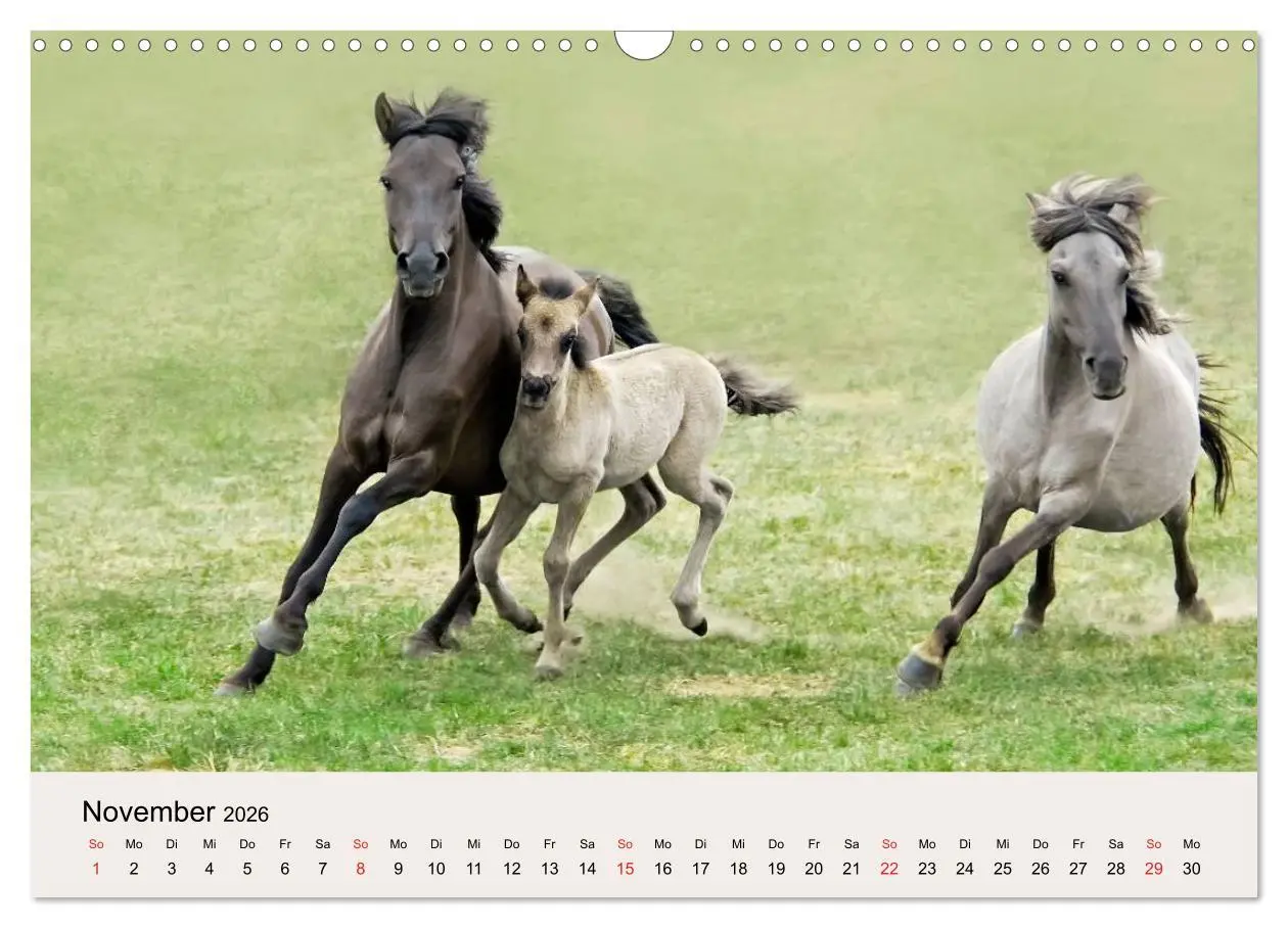 Bild: 9783516205015 | Dülmener Wildpferde (Wandkalender 2026 DIN A3 quer), CALVENDO...