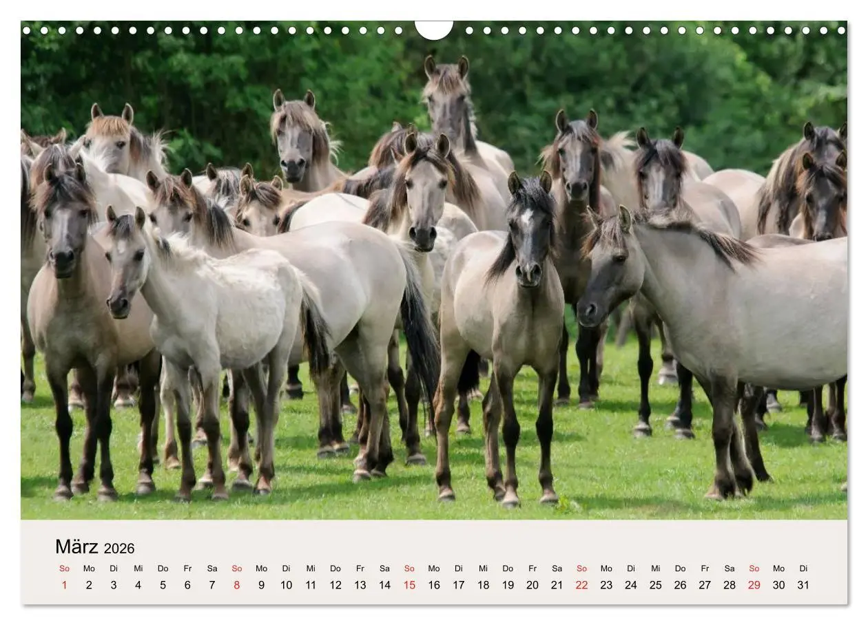 Bild: 9783516205015 | Dülmener Wildpferde (Wandkalender 2026 DIN A3 quer), CALVENDO...