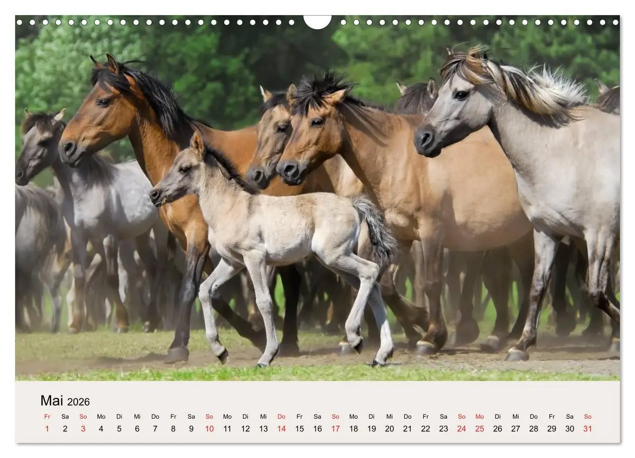 Bild: 9783516205015 | Dülmener Wildpferde (Wandkalender 2026 DIN A3 quer), CALVENDO...
