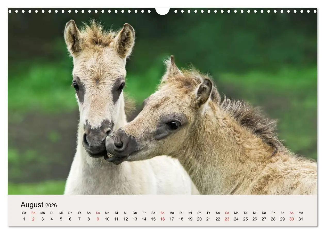 Bild: 9783516205015 | Dülmener Wildpferde (Wandkalender 2026 DIN A3 quer), CALVENDO...