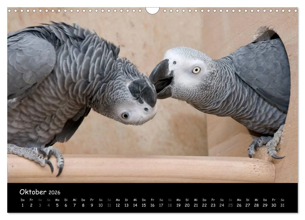 Bild: 9783516125115 | Graupapageien mit Herz (Wandkalender 2026 DIN A3 quer), CALVENDO...