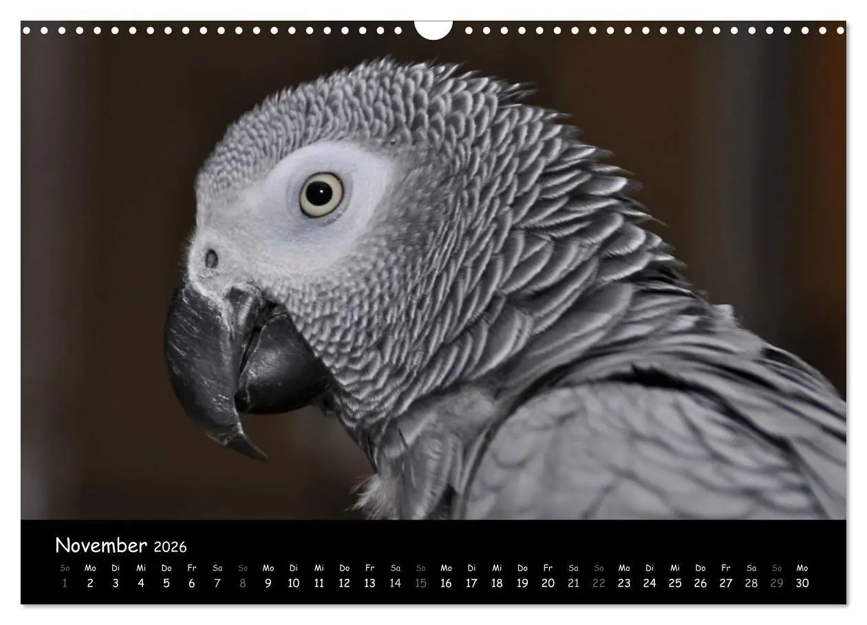 Bild: 9783516125115 | Graupapageien mit Herz (Wandkalender 2026 DIN A3 quer), CALVENDO...
