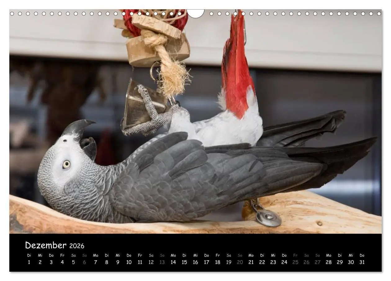 Bild: 9783516125115 | Graupapageien mit Herz (Wandkalender 2026 DIN A3 quer), CALVENDO...