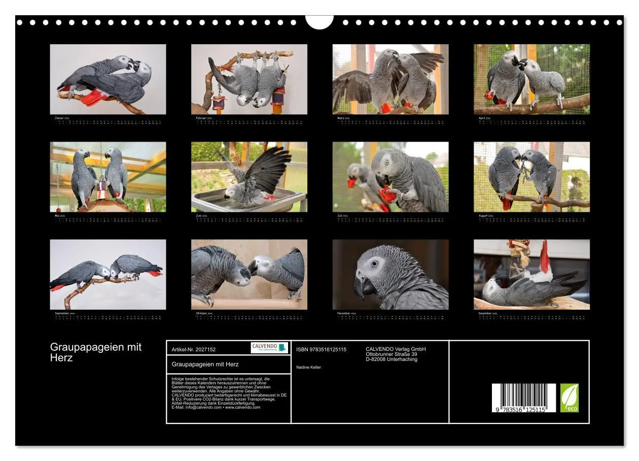 Bild: 9783516125115 | Graupapageien mit Herz (Wandkalender 2026 DIN A3 quer), CALVENDO...