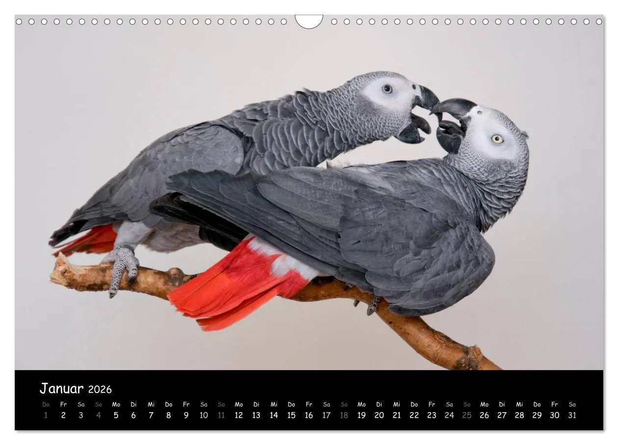 Bild: 9783516125115 | Graupapageien mit Herz (Wandkalender 2026 DIN A3 quer), CALVENDO...