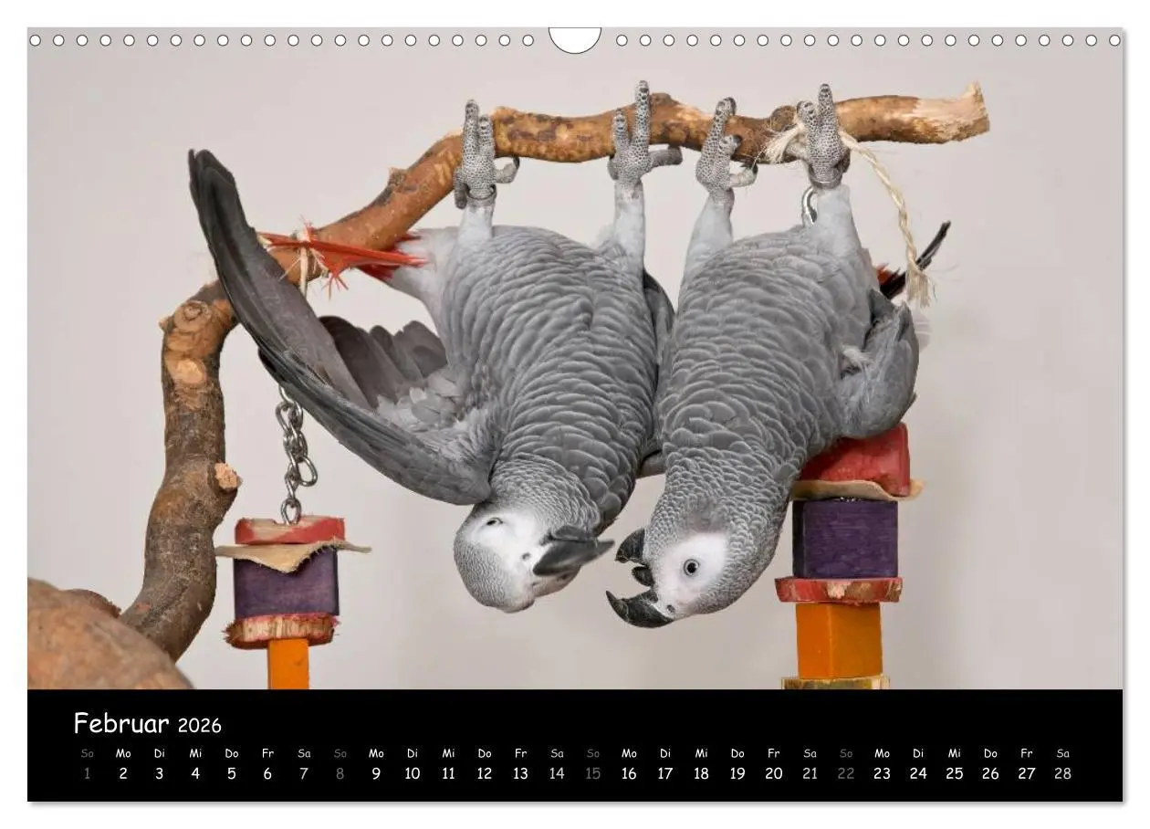 Bild: 9783516125115 | Graupapageien mit Herz (Wandkalender 2026 DIN A3 quer), CALVENDO...