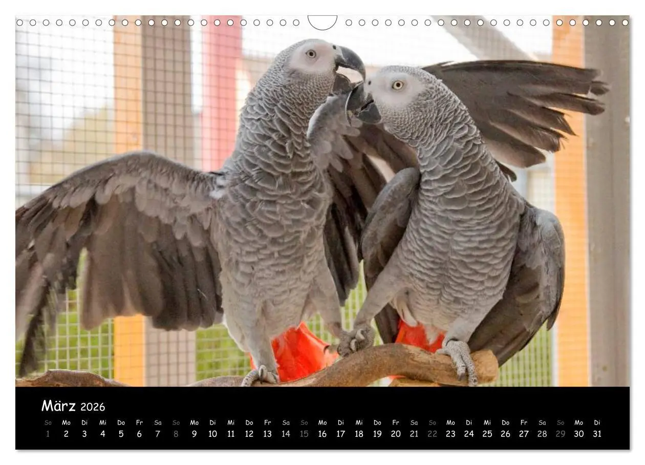 Bild: 9783516125115 | Graupapageien mit Herz (Wandkalender 2026 DIN A3 quer), CALVENDO...