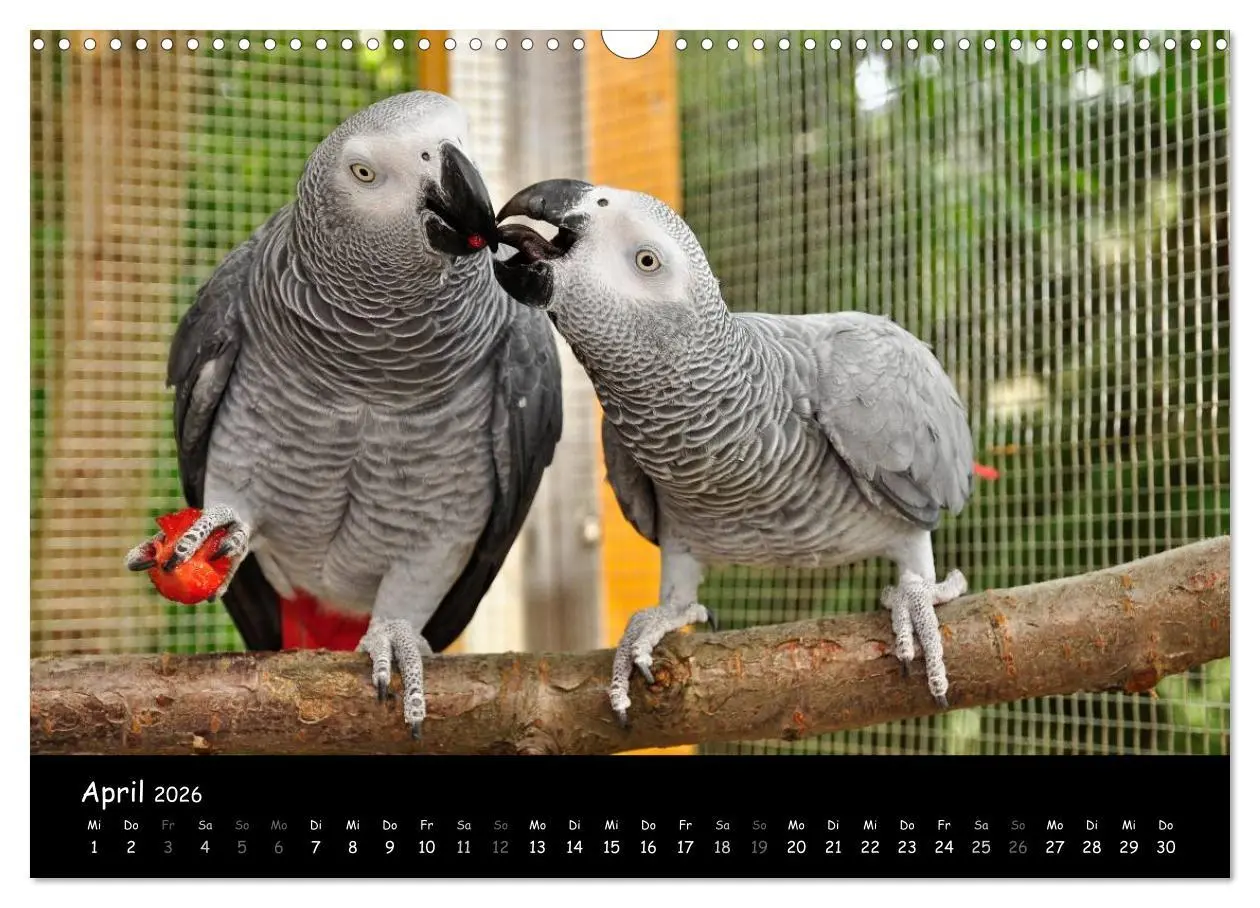 Bild: 9783516125115 | Graupapageien mit Herz (Wandkalender 2026 DIN A3 quer), CALVENDO...