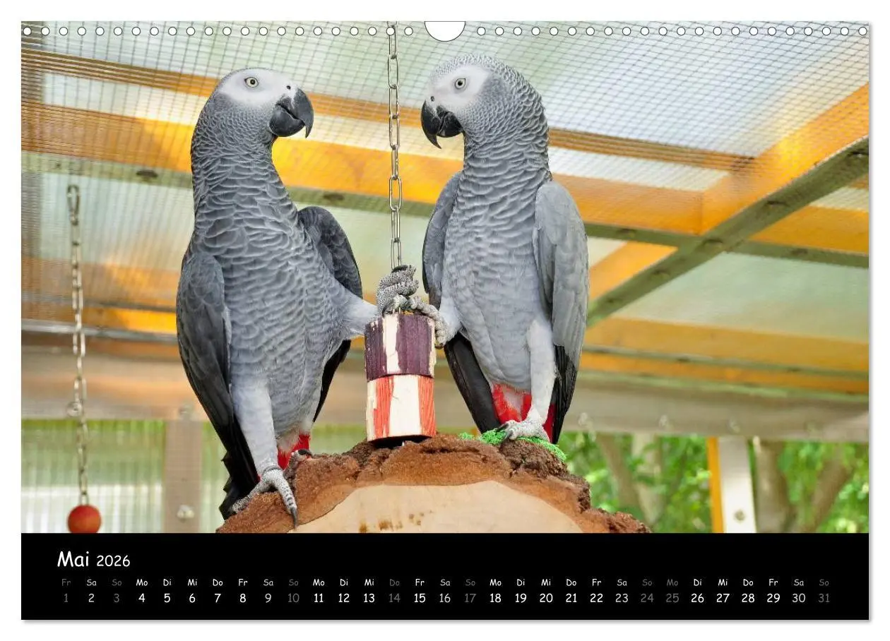 Bild: 9783516125115 | Graupapageien mit Herz (Wandkalender 2026 DIN A3 quer), CALVENDO...