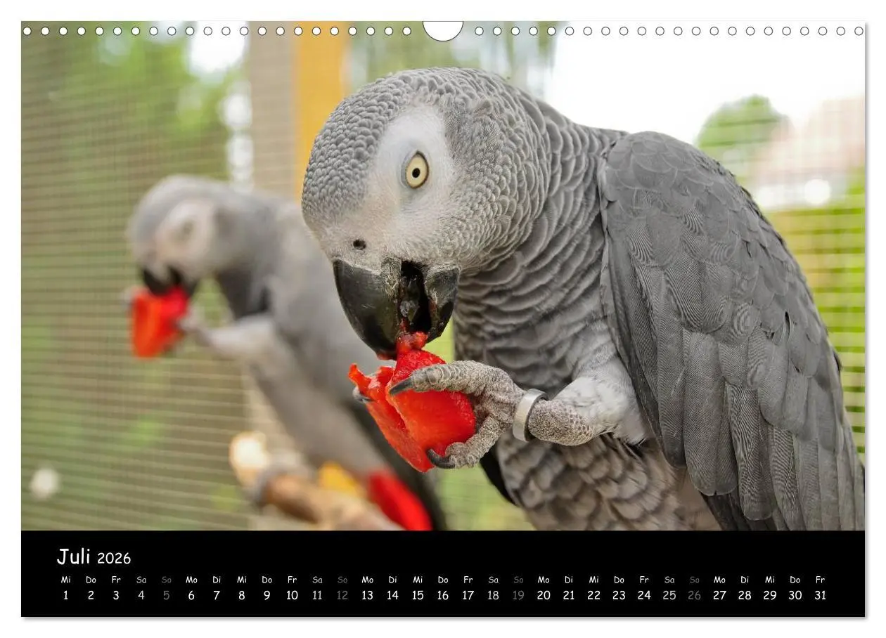 Bild: 9783516125115 | Graupapageien mit Herz (Wandkalender 2026 DIN A3 quer), CALVENDO...