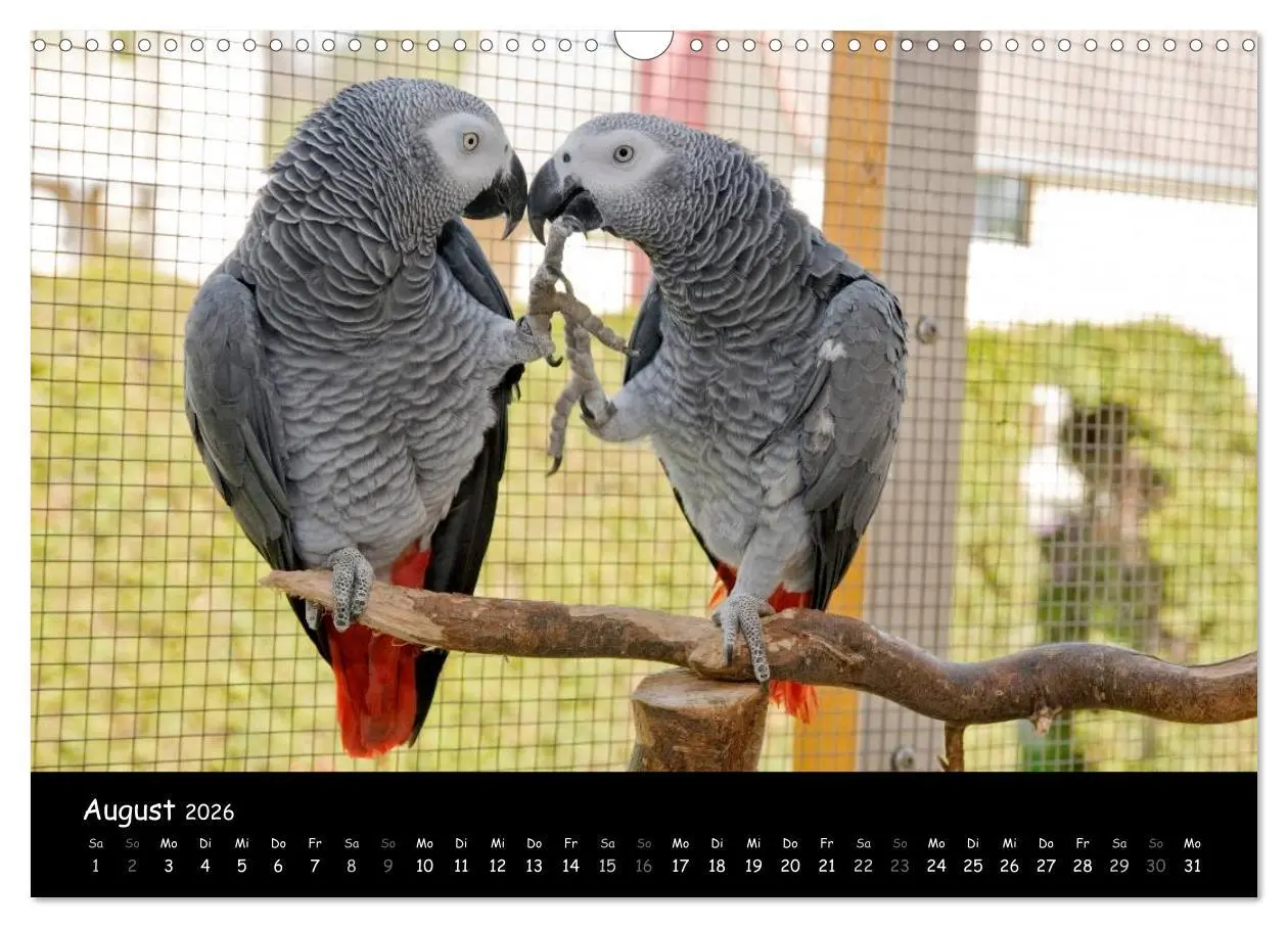Bild: 9783516125115 | Graupapageien mit Herz (Wandkalender 2026 DIN A3 quer), CALVENDO...
