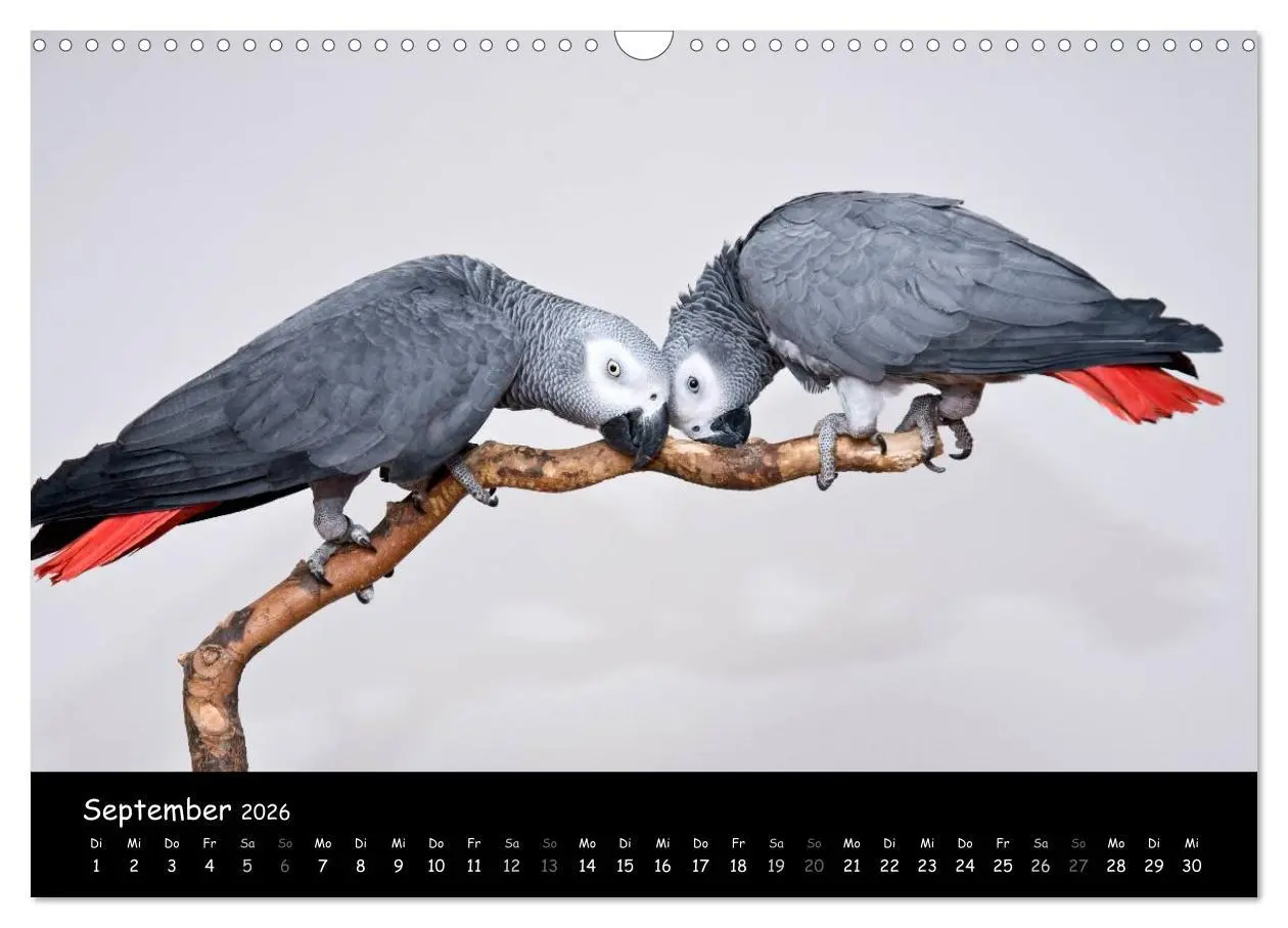 Bild: 9783516125115 | Graupapageien mit Herz (Wandkalender 2026 DIN A3 quer), CALVENDO...