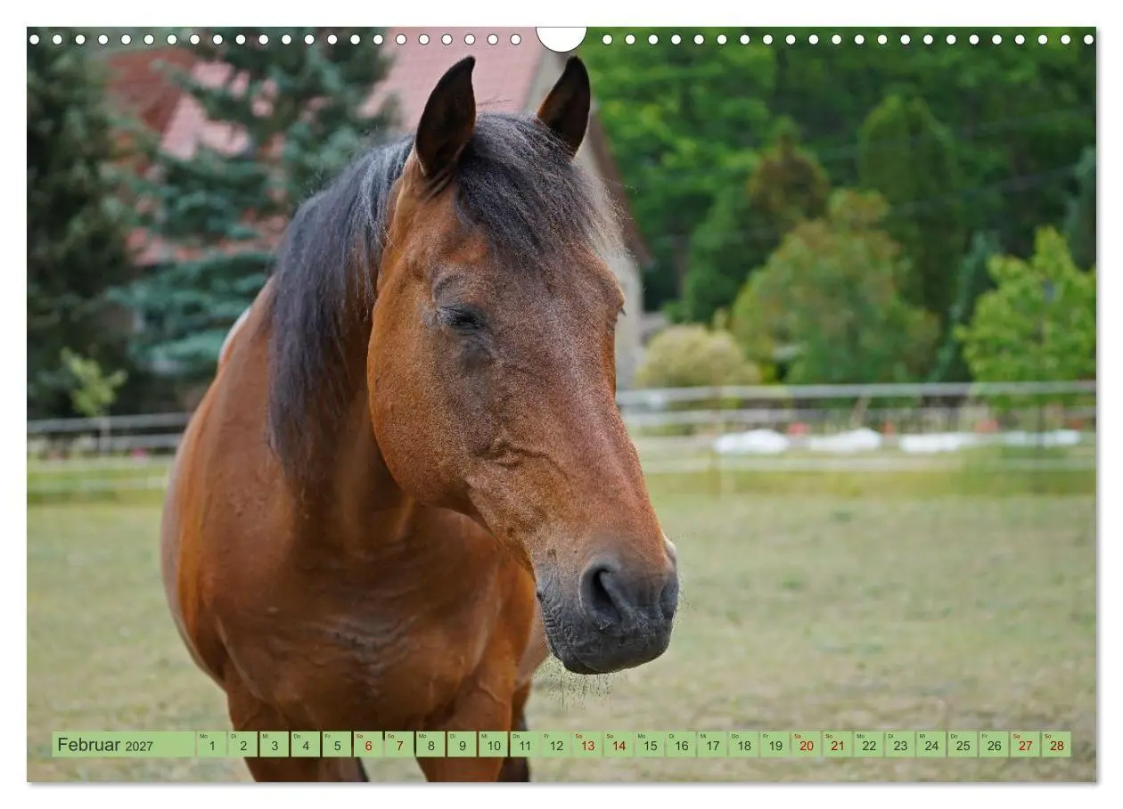 Bild: 9783569385115 | Faszination Trakehner (Wandkalender 2027 DIN A3 quer), CALVENDO...