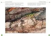 Bild: 9783937285115 | Malachit-Stachelleguane | Der Sceloporus-Malachiticus-Komplex | Buch