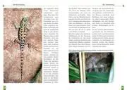 Bild: 9783937285115 | Malachit-Stachelleguane | Der Sceloporus-Malachiticus-Komplex | Buch