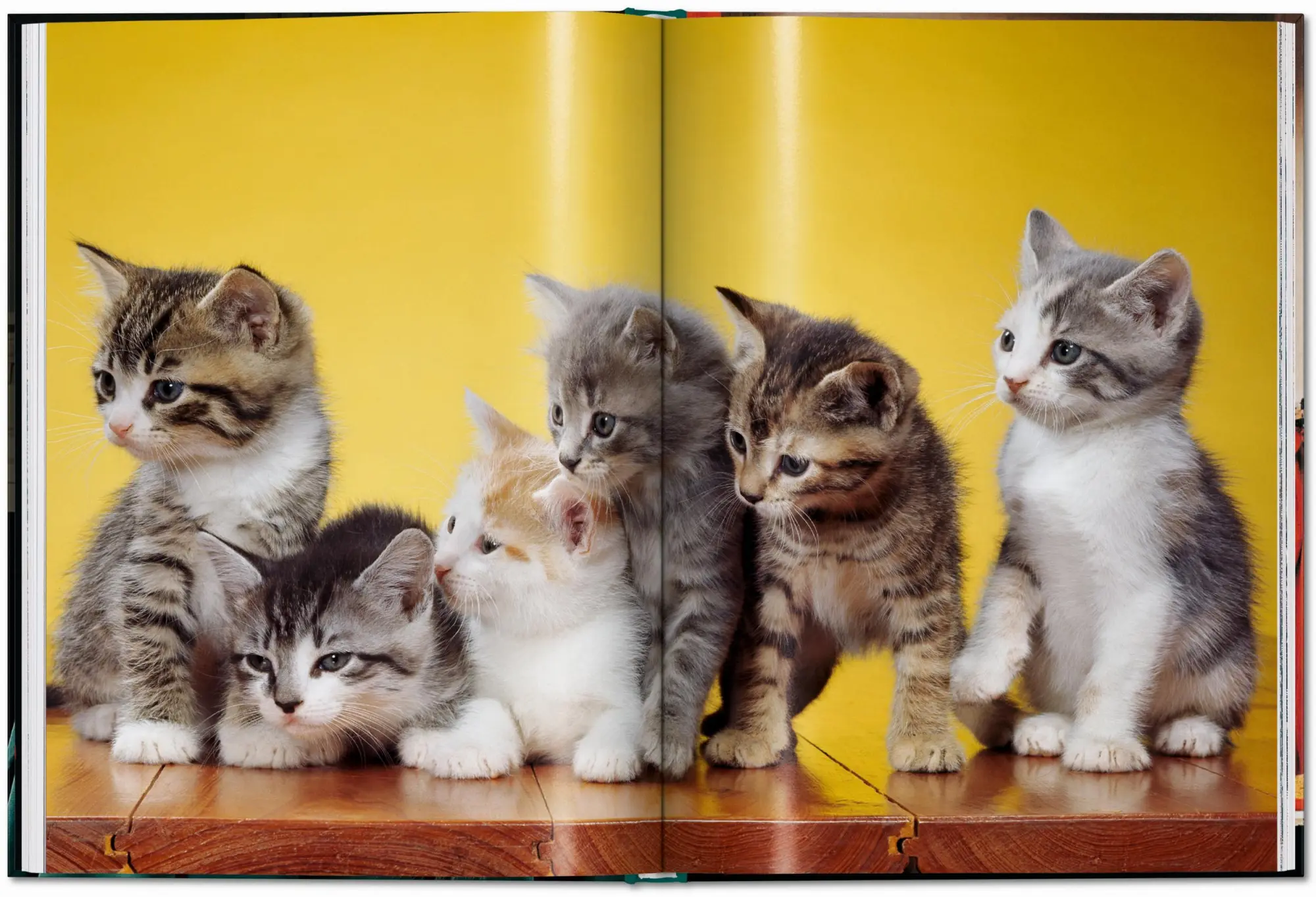 Bild: 9783836595315 | Walter Chandoha. Cats. Photographs 1942-2018 | Susan Michals | Buch