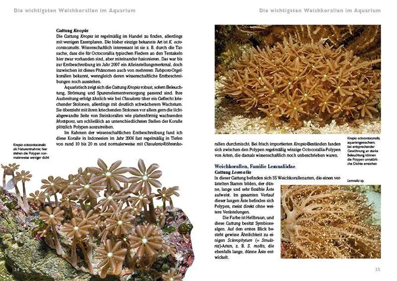 Bild: 9783866595415 | Weichkorallen im Meerwasseraquarium | Pflege und Vermehrung | Knop