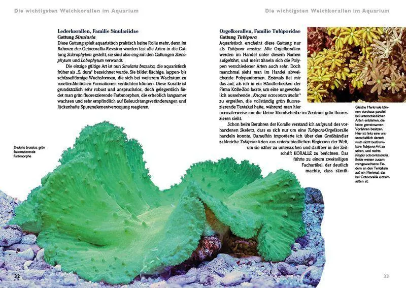 Bild: 9783866595415 | Weichkorallen im Meerwasseraquarium | Pflege und Vermehrung | Knop