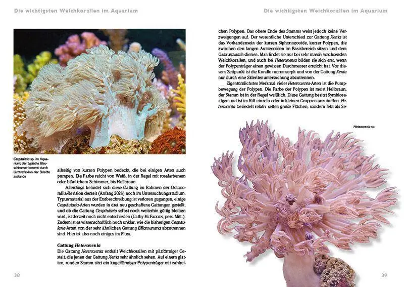 Bild: 9783866595415 | Weichkorallen im Meerwasseraquarium | Pflege und Vermehrung | Knop