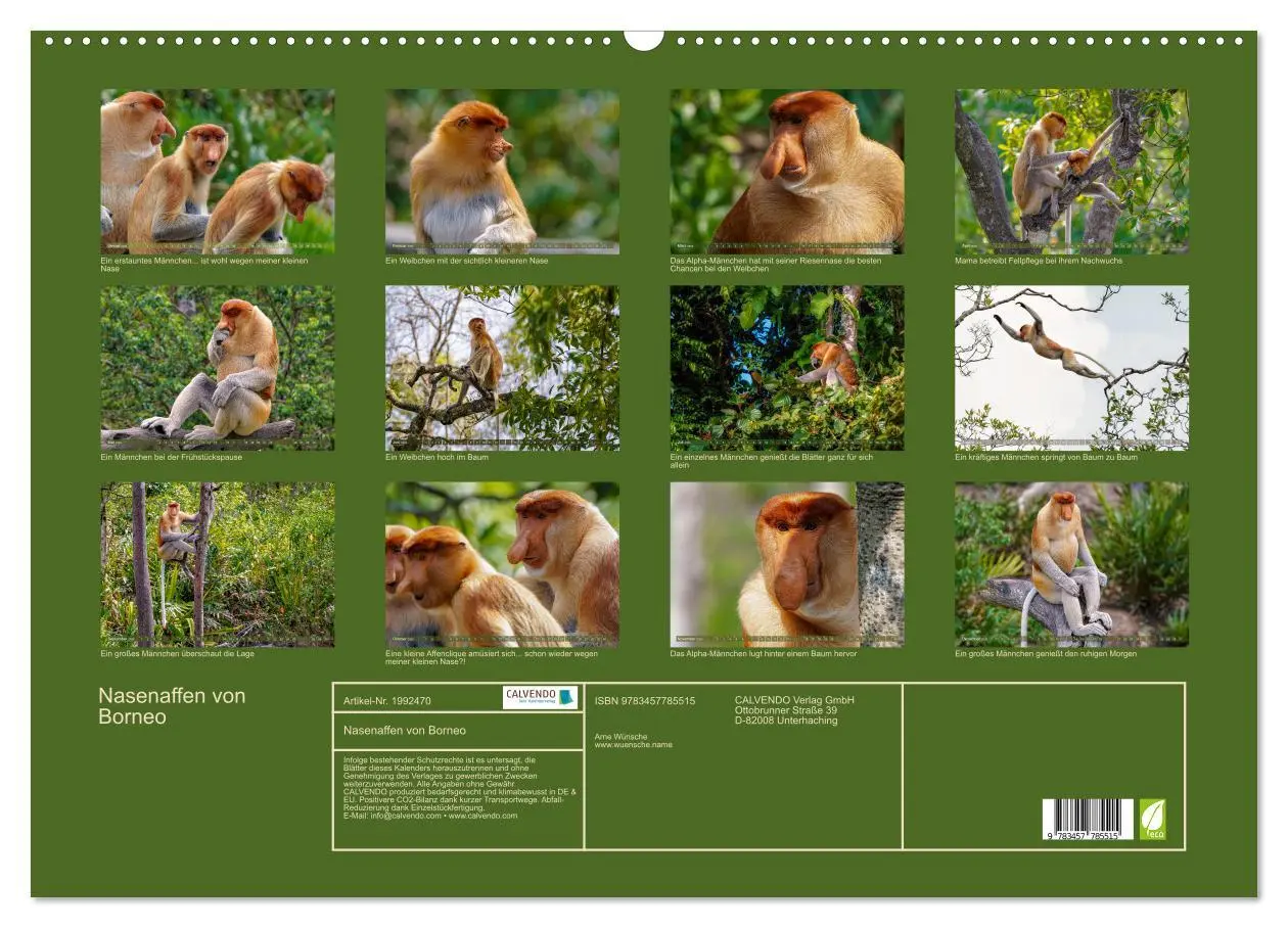 Bild: 9783457785515 | Nasenaffen von Borneo (Wandkalender 2026 DIN A2 quer), CALVENDO...