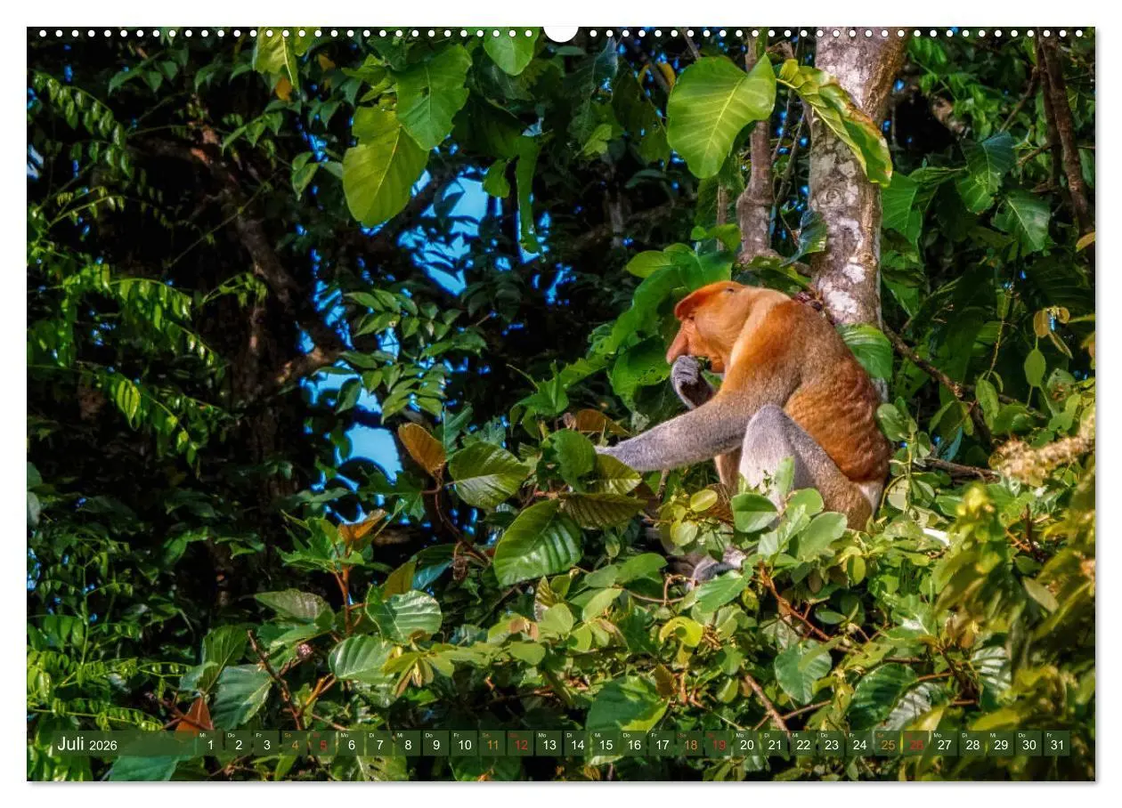Bild: 9783457785515 | Nasenaffen von Borneo (Wandkalender 2026 DIN A2 quer), CALVENDO...