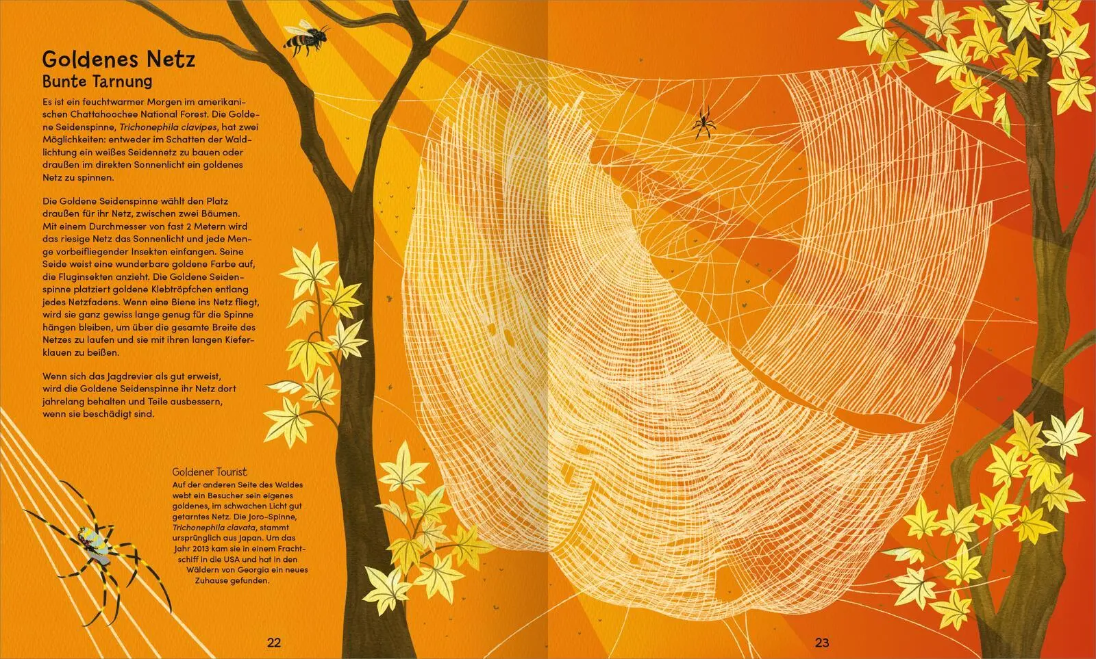 Bild: 9783845865515 | Wunderwelt der Spinnennetze | Jan Beccaloni | Buch | 48 S. | Deutsch