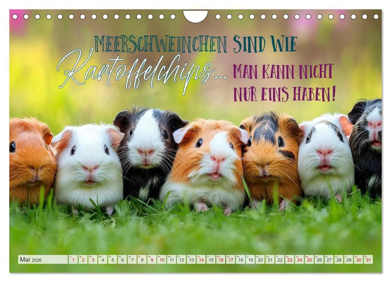 Bild: 9783516235715 | Meerschweinchen LUSTIG DURCHS JAHR (Wandkalender 2026 DIN A4 quer),...