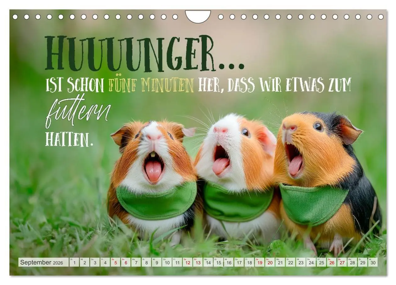 Bild: 9783516235715 | Meerschweinchen LUSTIG DURCHS JAHR (Wandkalender 2026 DIN A4 quer),...