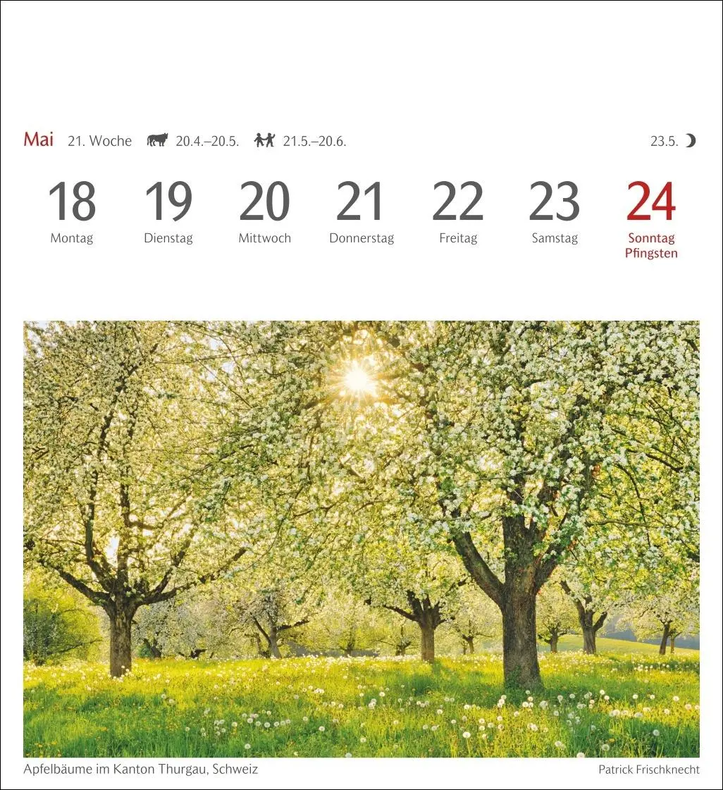 Bild: 9783840035715 | Bäume Postkartenkalender 2026 - Wochenkalender mit 53 Postkarten