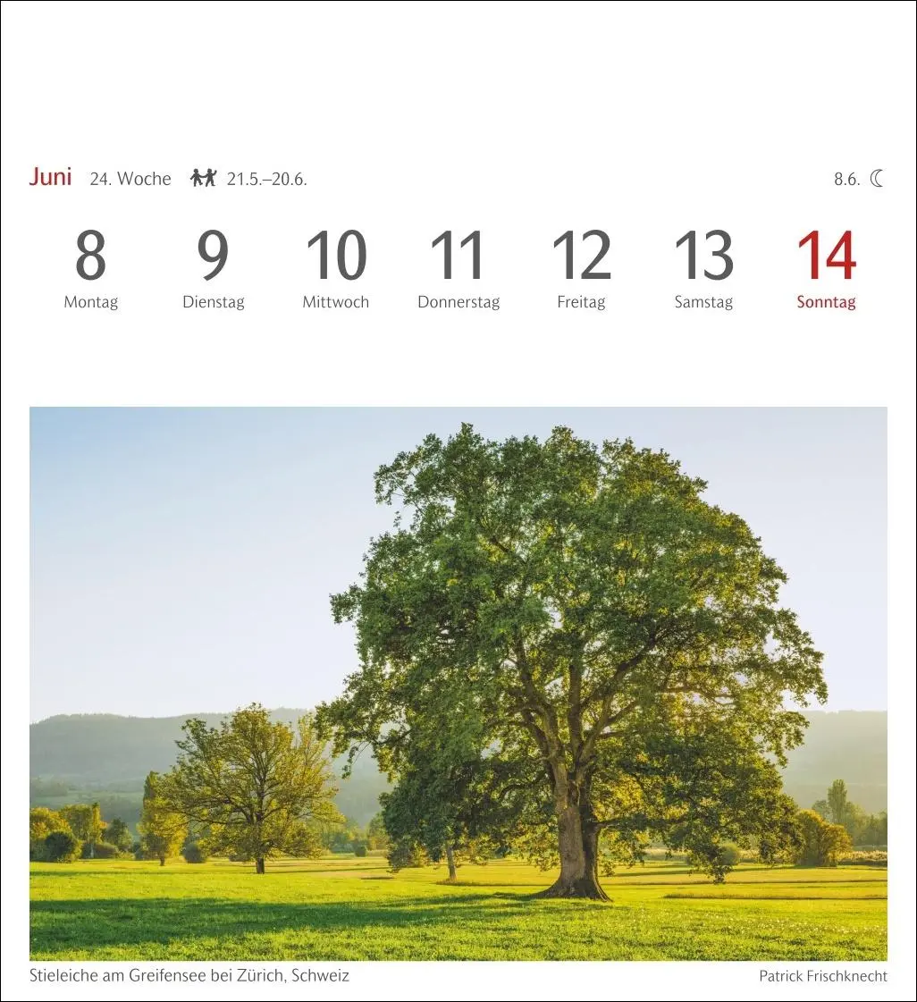 Bild: 9783840035715 | Bäume Postkartenkalender 2026 - Wochenkalender mit 53 Postkarten