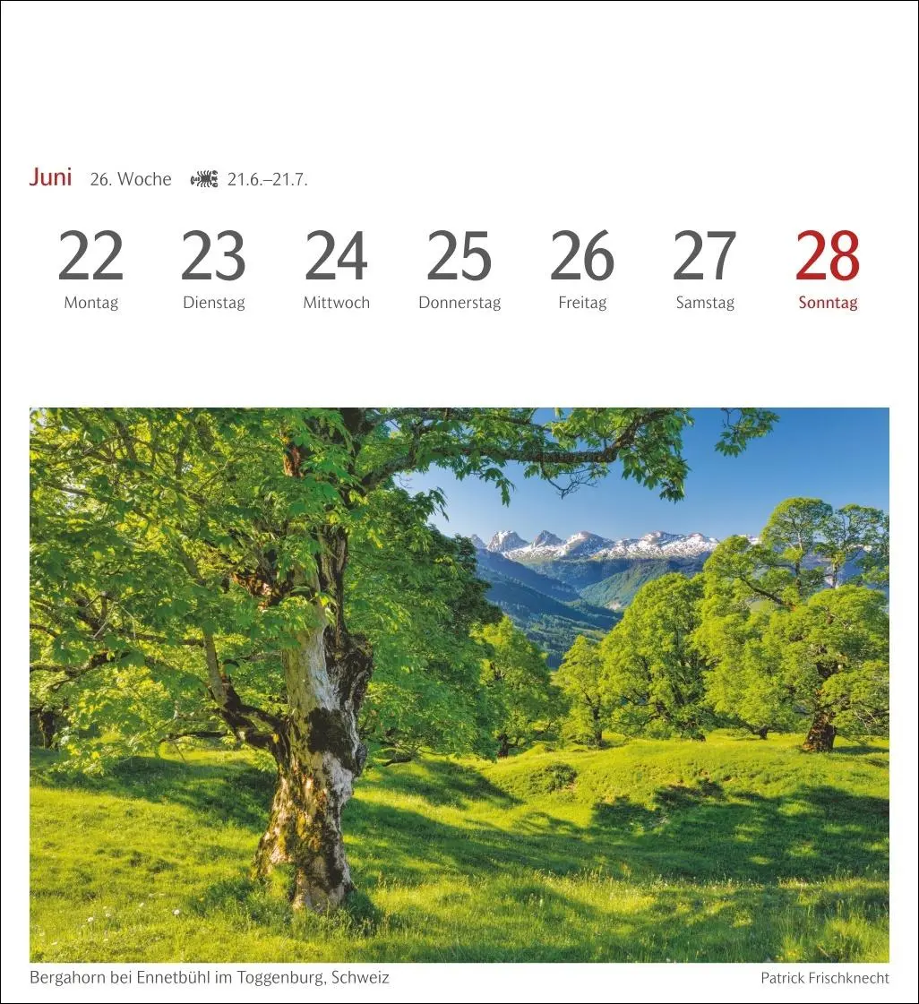 Bild: 9783840035715 | Bäume Postkartenkalender 2026 - Wochenkalender mit 53 Postkarten