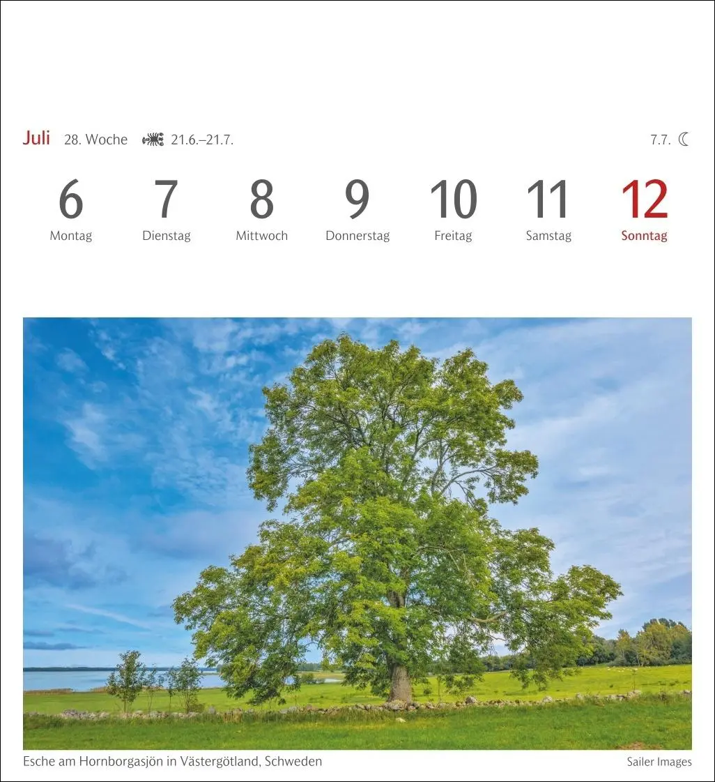 Bild: 9783840035715 | Bäume Postkartenkalender 2026 - Wochenkalender mit 53 Postkarten