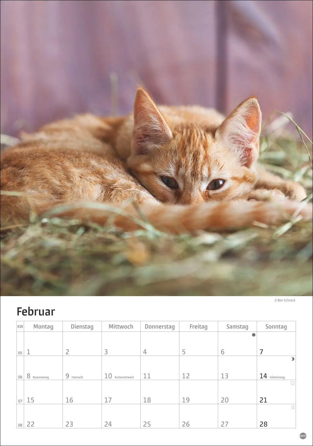 Bild: 9783756415915 | Katzen Kalender 2027 | Heye | Kalender | Spiralbindung | 13 S. | 2027