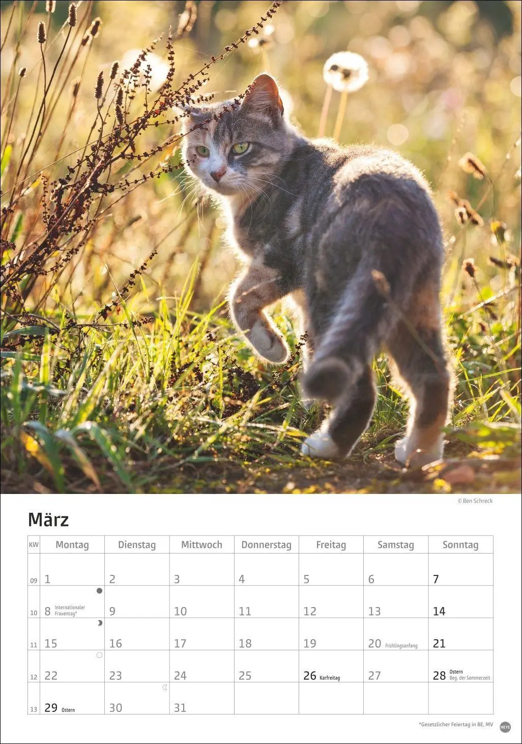Bild: 9783756415915 | Katzen Kalender 2027 | Heye | Kalender | Spiralbindung | 13 S. | 2027