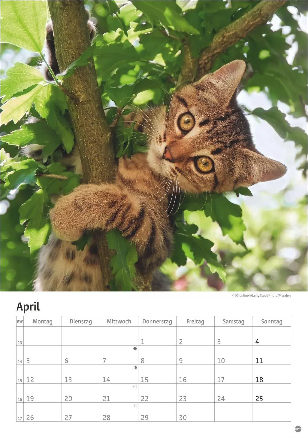 Bild: 9783756415915 | Katzen Kalender 2027 | Heye | Kalender | Spiralbindung | 13 S. | 2027