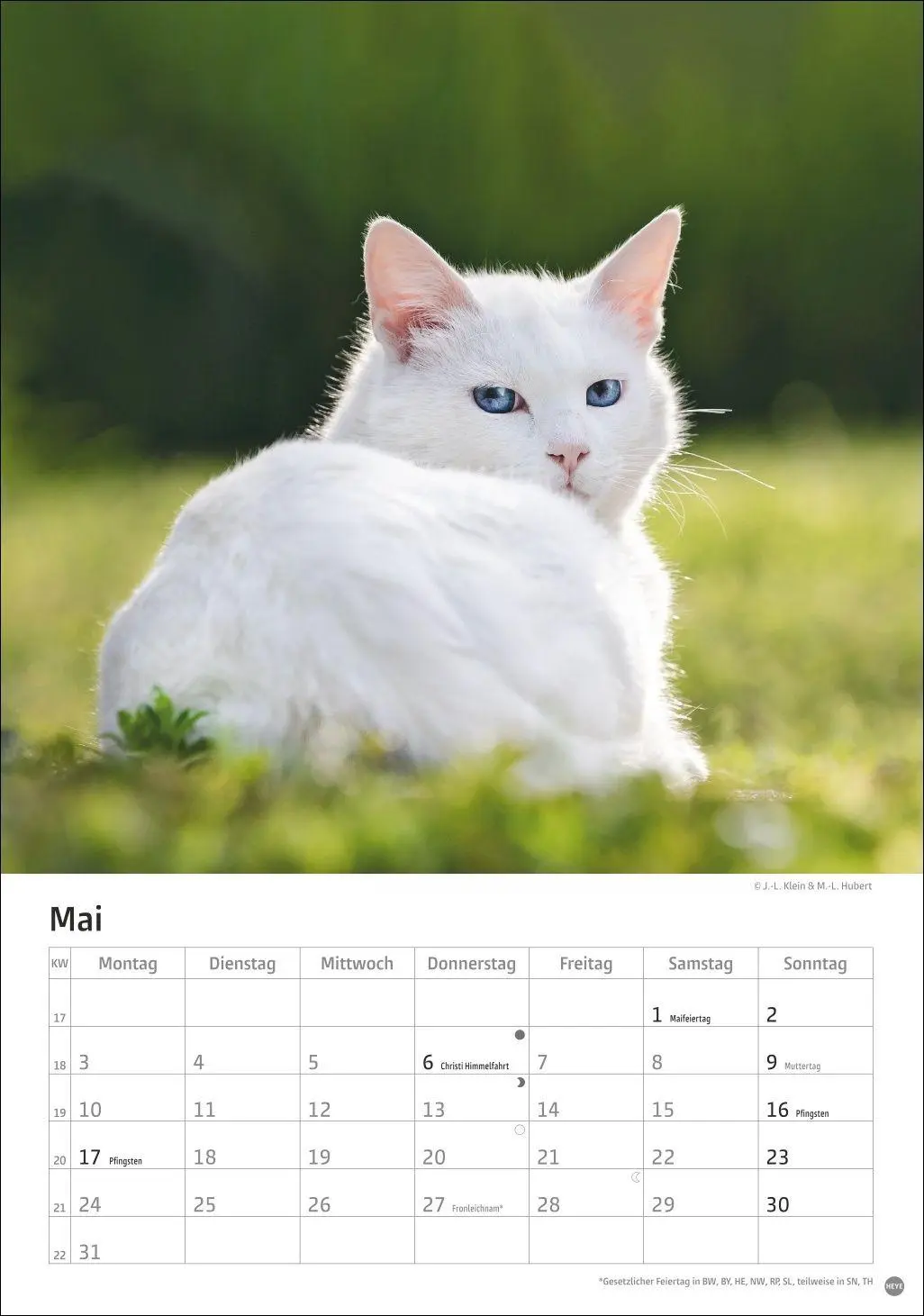Bild: 9783756415915 | Katzen Kalender 2027 | Heye | Kalender | Spiralbindung | 13 S. | 2027