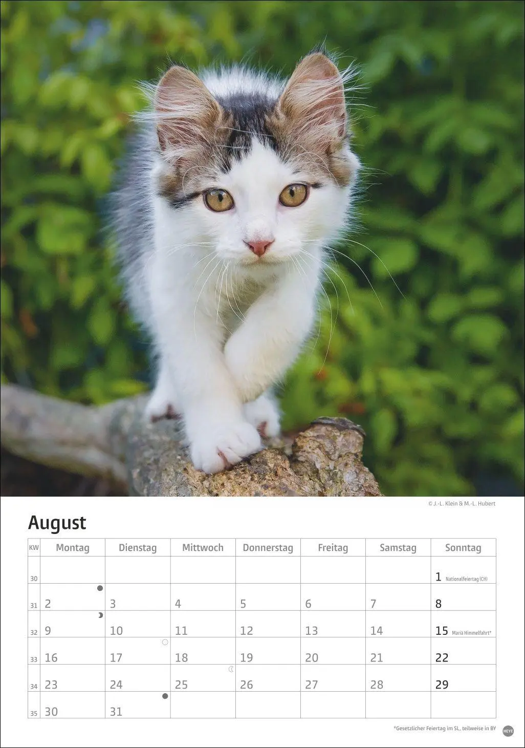 Bild: 9783756415915 | Katzen Kalender 2027 | Heye | Kalender | Spiralbindung | 13 S. | 2027