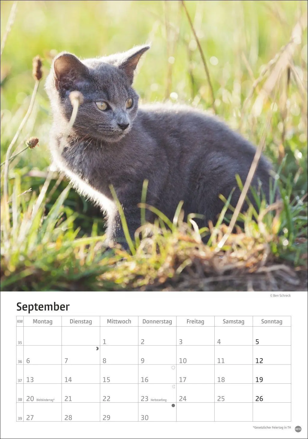 Bild: 9783756415915 | Katzen Kalender 2027 | Heye | Kalender | Spiralbindung | 13 S. | 2027