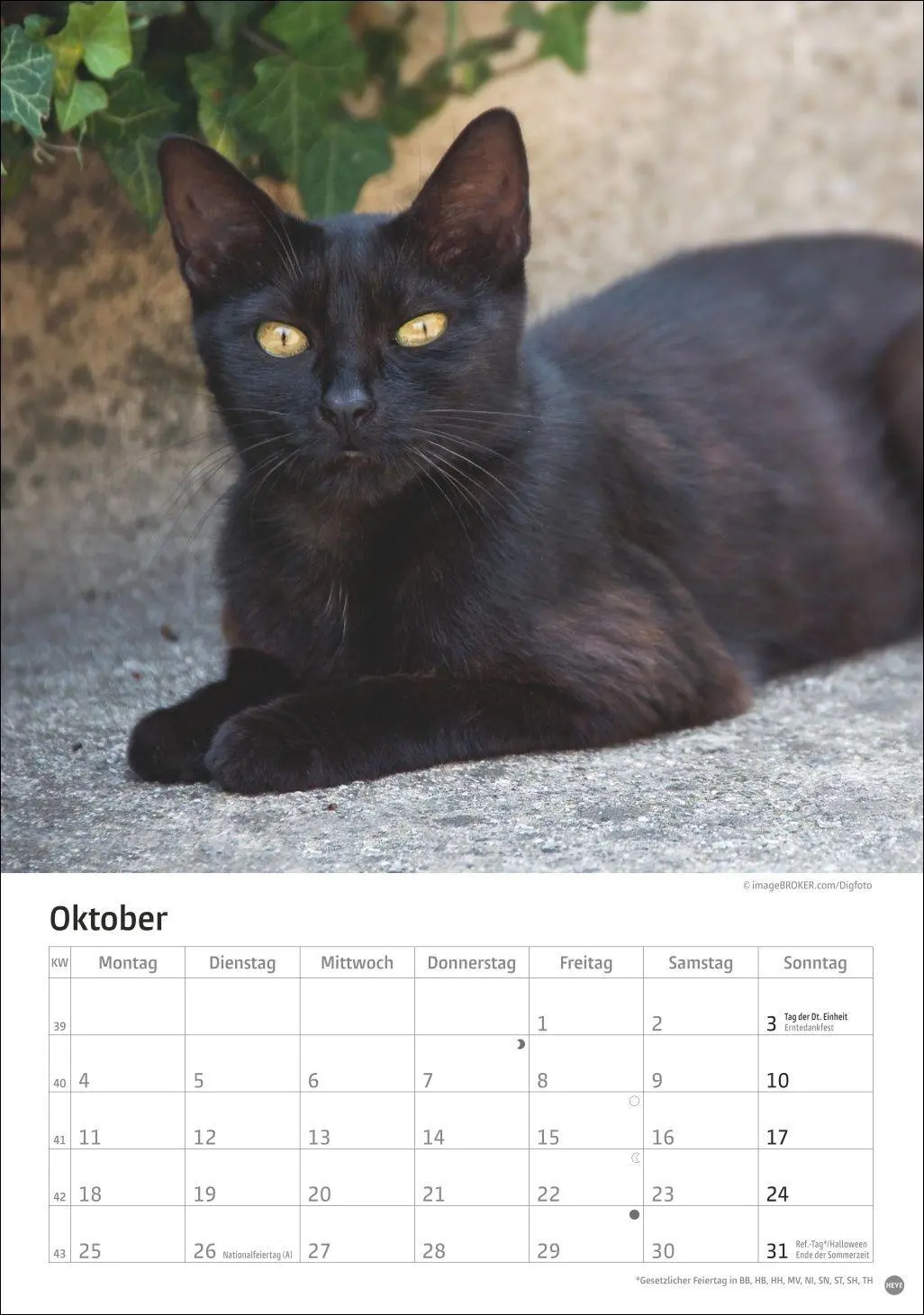 Bild: 9783756415915 | Katzen Kalender 2027 | Heye | Kalender | Spiralbindung | 13 S. | 2027