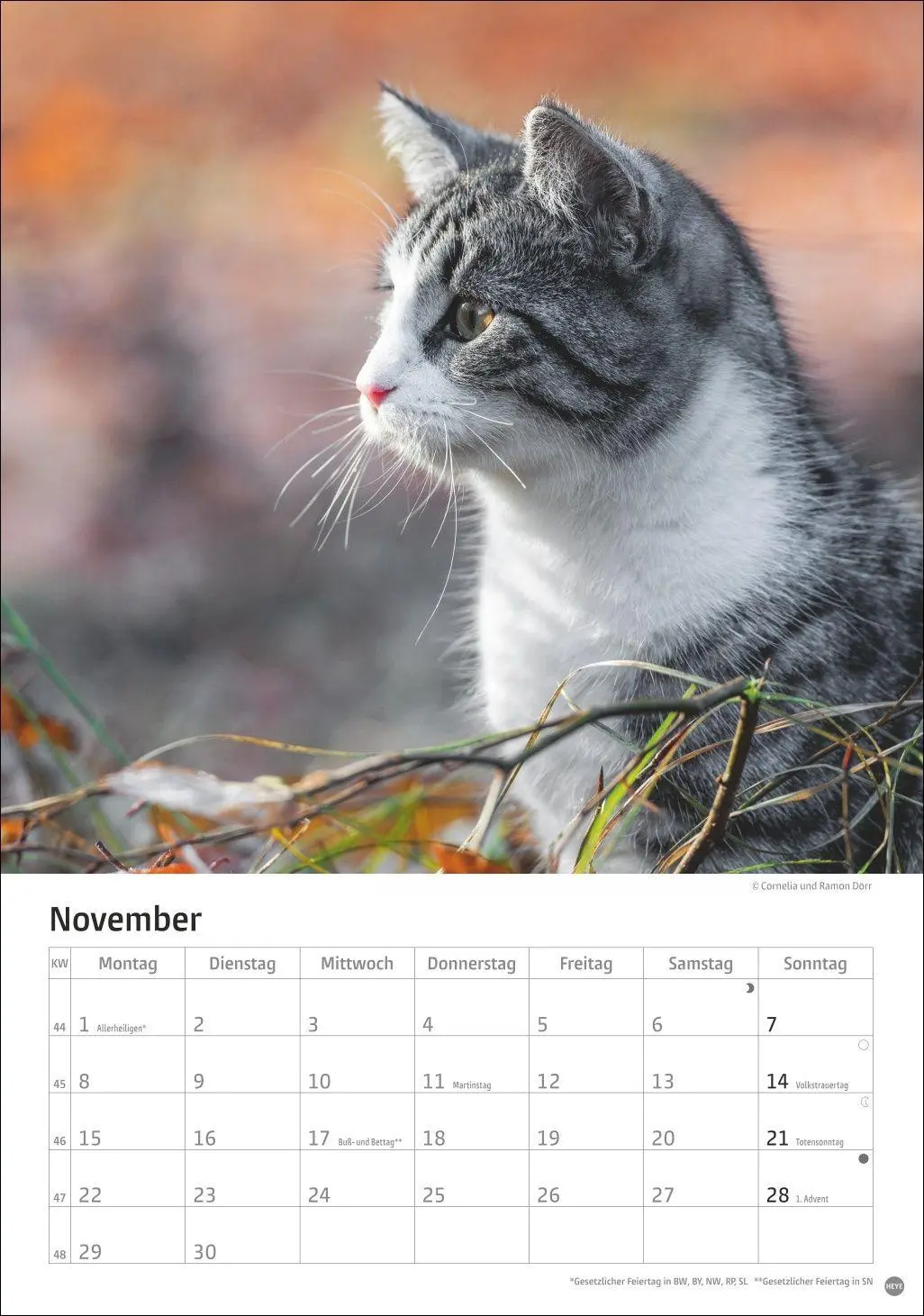 Bild: 9783756415915 | Katzen Kalender 2027 | Heye | Kalender | Spiralbindung | 13 S. | 2027