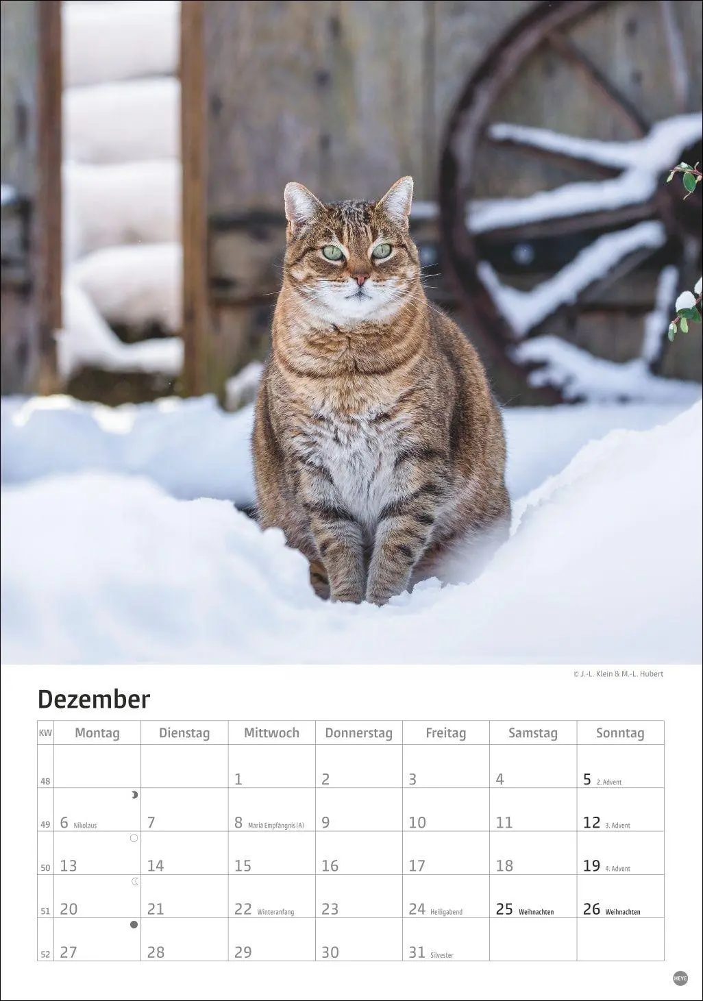 Bild: 9783756415915 | Katzen Kalender 2027 | Heye | Kalender | Spiralbindung | 13 S. | 2027