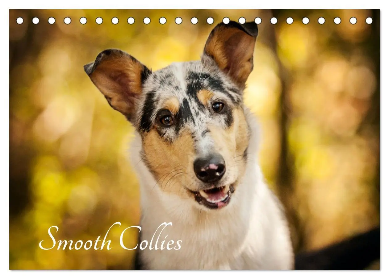 Cover: 9783516036015 | Smooth Collies (Tischkalender 2026 DIN A5 quer), CALVENDO...