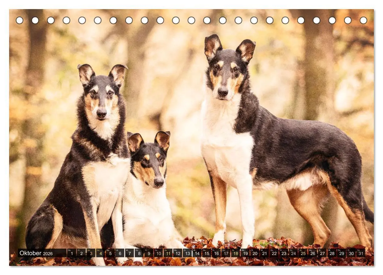 Bild: 9783516036015 | Smooth Collies (Tischkalender 2026 DIN A5 quer), CALVENDO...