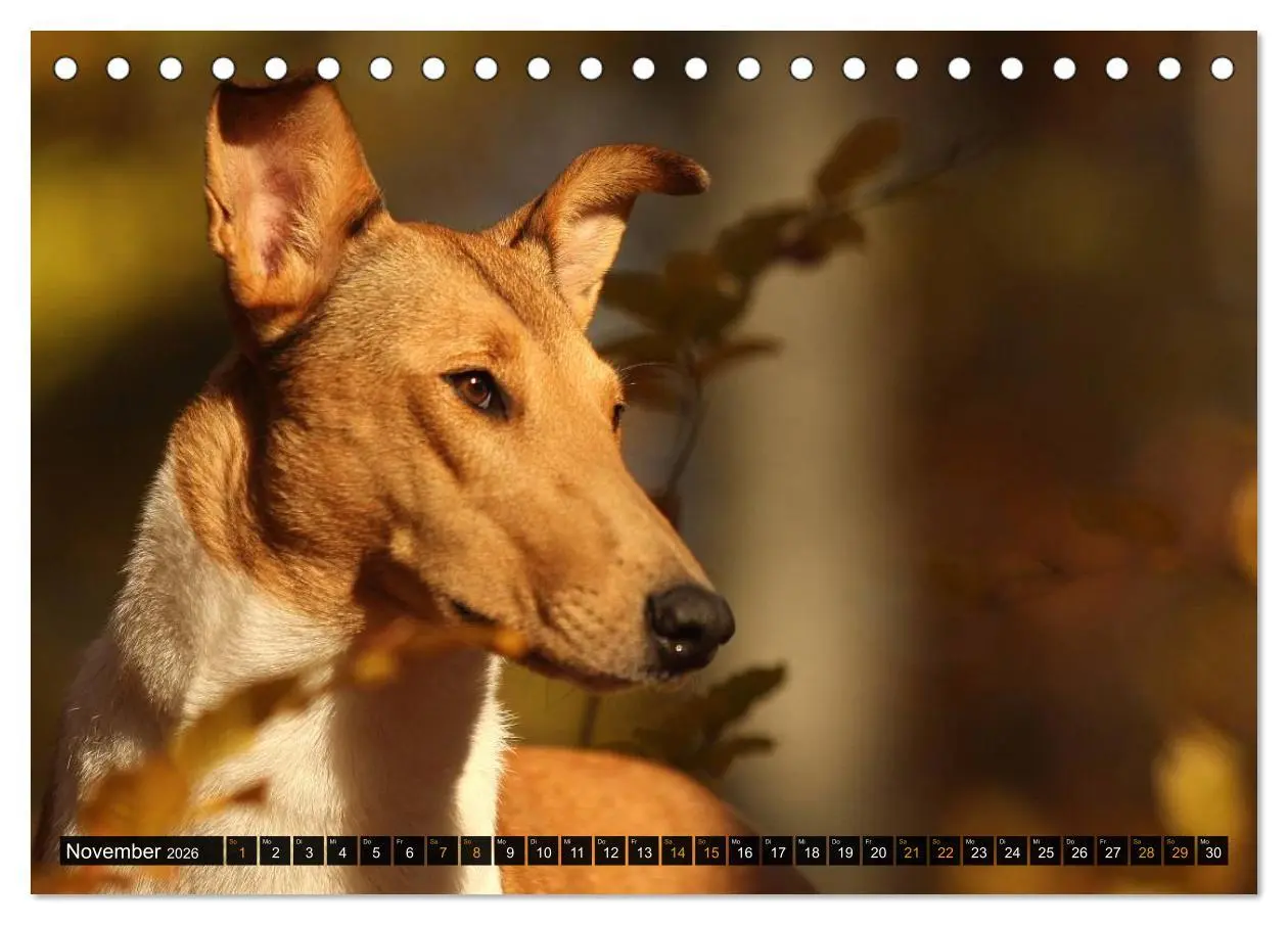 Bild: 9783516036015 | Smooth Collies (Tischkalender 2026 DIN A5 quer), CALVENDO...