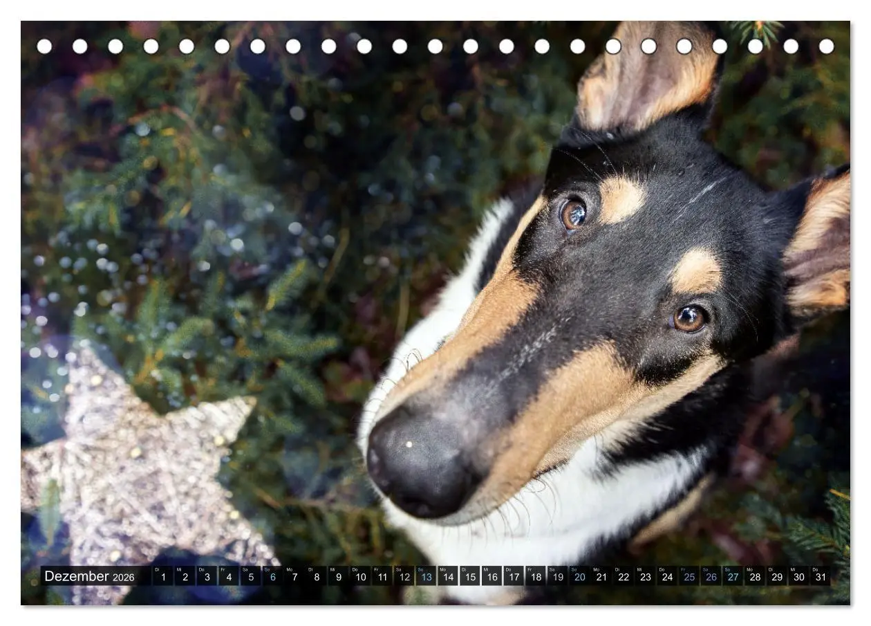 Bild: 9783516036015 | Smooth Collies (Tischkalender 2026 DIN A5 quer), CALVENDO...