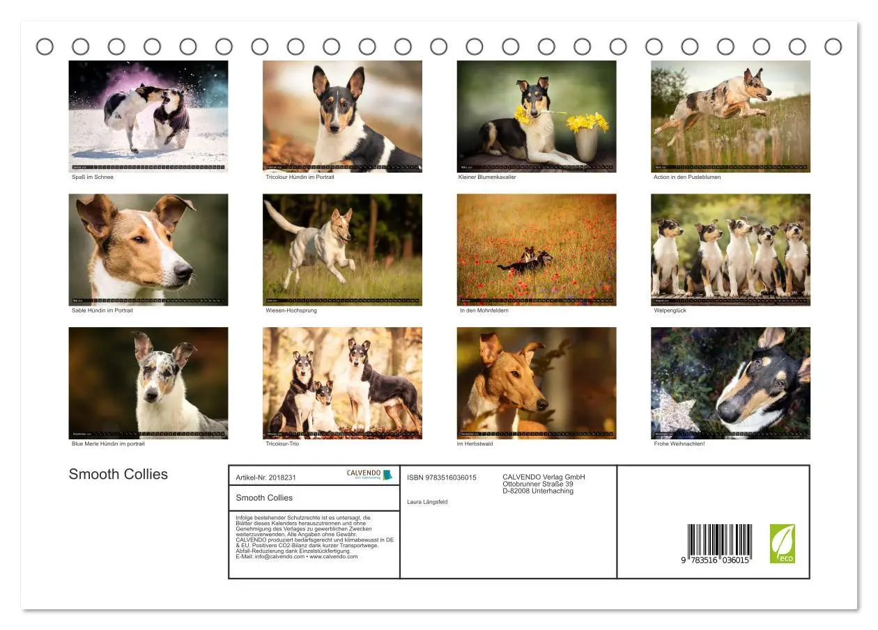 Bild: 9783516036015 | Smooth Collies (Tischkalender 2026 DIN A5 quer), CALVENDO...