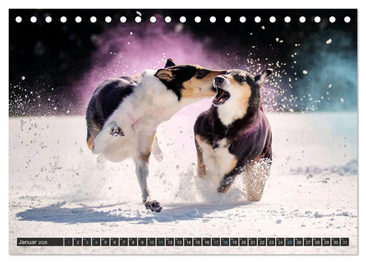 Bild: 9783516036015 | Smooth Collies (Tischkalender 2026 DIN A5 quer), CALVENDO...