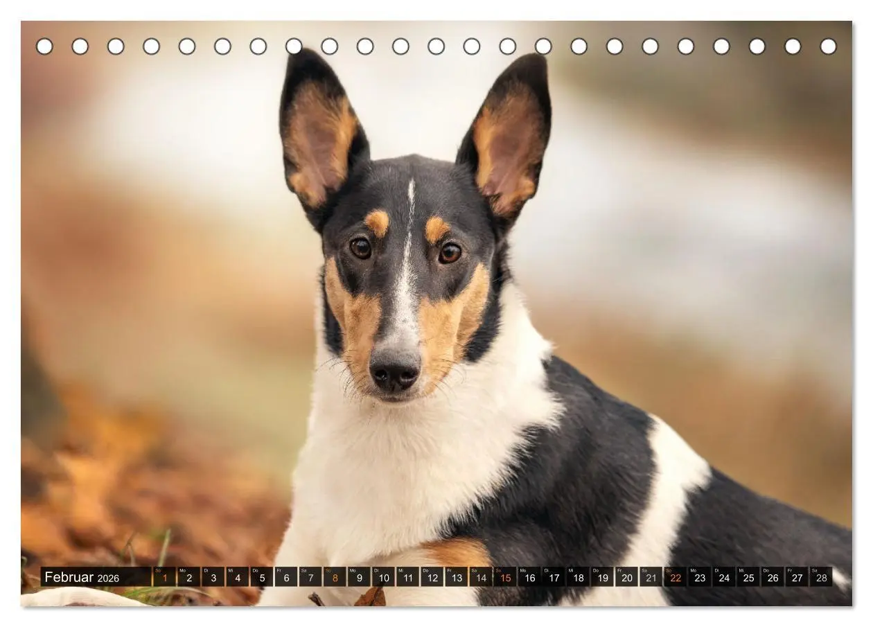 Bild: 9783516036015 | Smooth Collies (Tischkalender 2026 DIN A5 quer), CALVENDO...