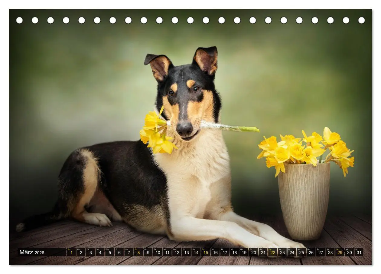 Bild: 9783516036015 | Smooth Collies (Tischkalender 2026 DIN A5 quer), CALVENDO...